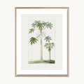 Cuadro Naturaleza Palmeras Minimalistas Naturales