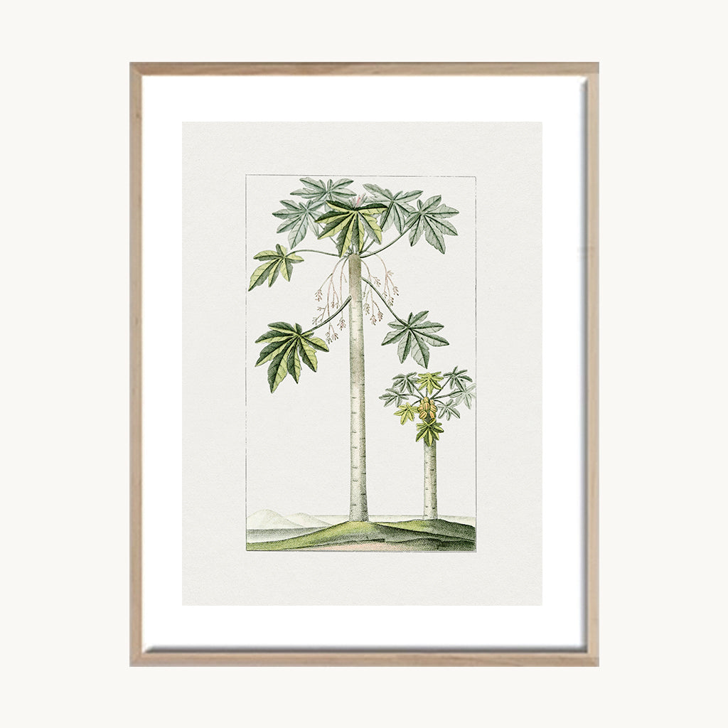 Cuadro Naturaleza Palmeras Minimalistas Naturales
