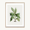 Cuadro Naturaleza Planta Interior Moderna Natural