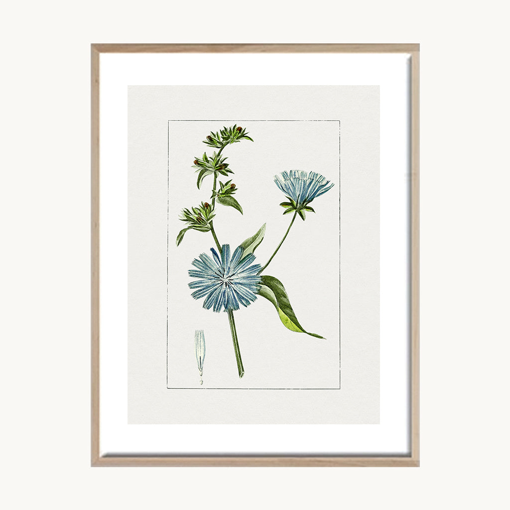 Cuadro Naturaleza Planta Pequeña Flor Celeste