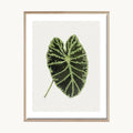 Cuadro Naturaleza Hoja Monstera Decorativa Moderna