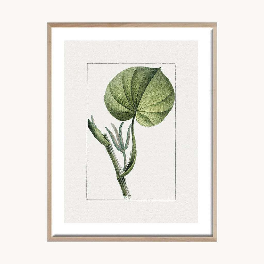 Cuadro Naturaleza Planta Minimal Natural Elegante