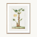 Cuadro Naturaleza Palma Ilustración Natural Vintage