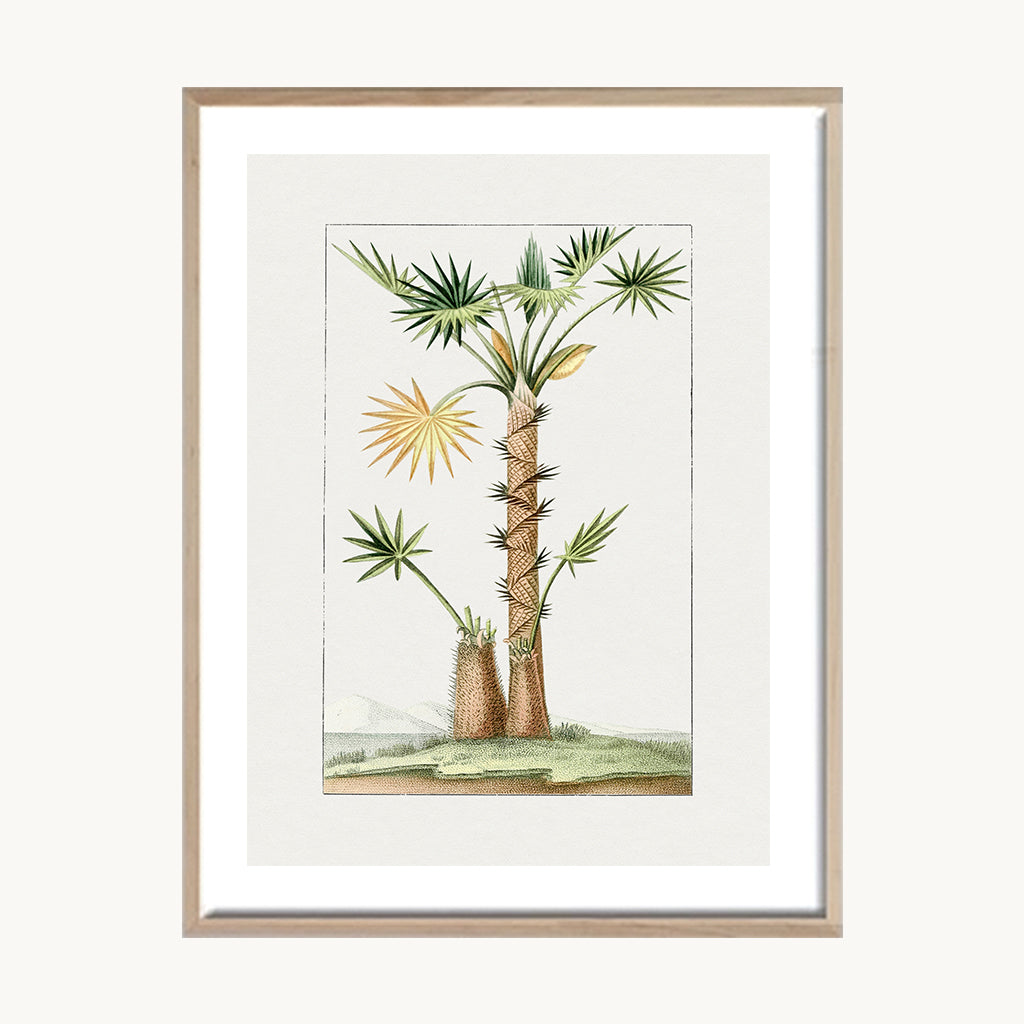 Cuadro Naturaleza Palma Ilustración Natural Vintage