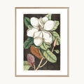 Cuadro Naturaleza Flor Blanca Clásica Fondo Oscuro