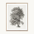 Cuadro Naturaleza Árbol Clásico Ilustración Vintage 1