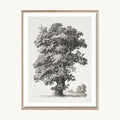 Cuadro Naturaleza Árbol Clásico Ilustración Vintage 2