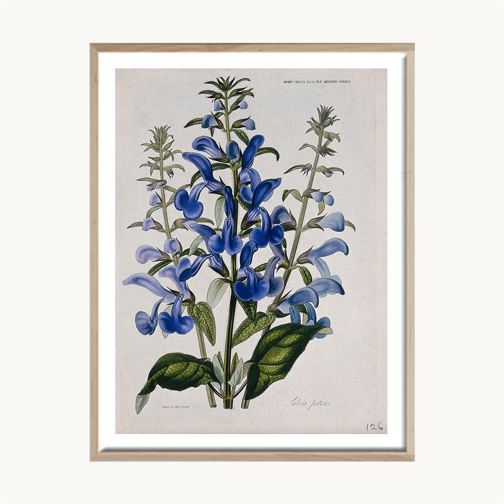 Cuadro Naturaleza Flores Azules Silvestres Botánico Vintage