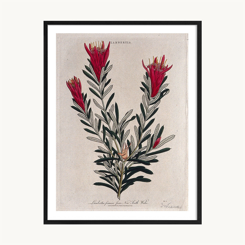 Cuadro Naturaleza Flores Rojas Clásicas Decorativas
