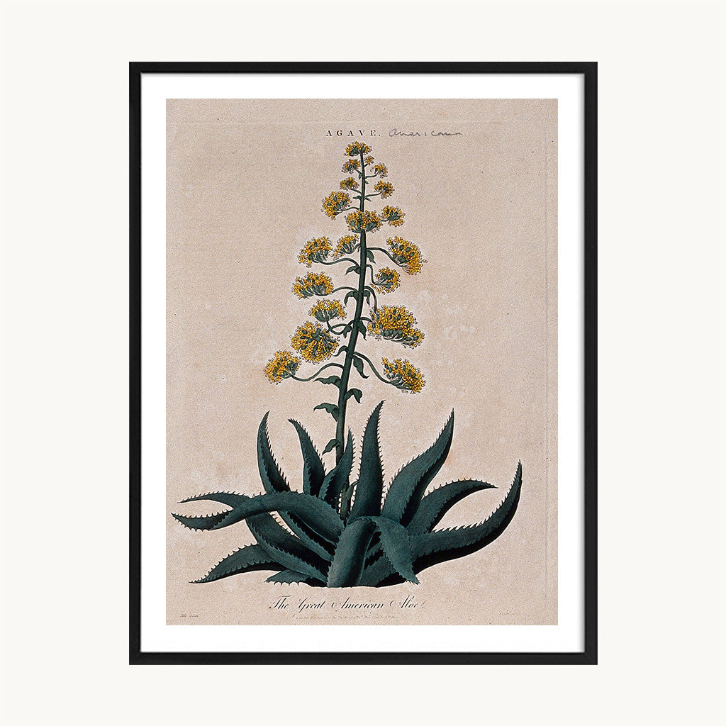 Cuadro Naturaleza Planta Agave Vintage Ilustración Botánica