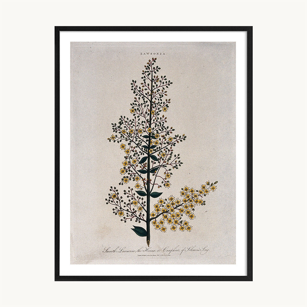 Cuadro Naturaleza Planta Silvestre Clásica Beige