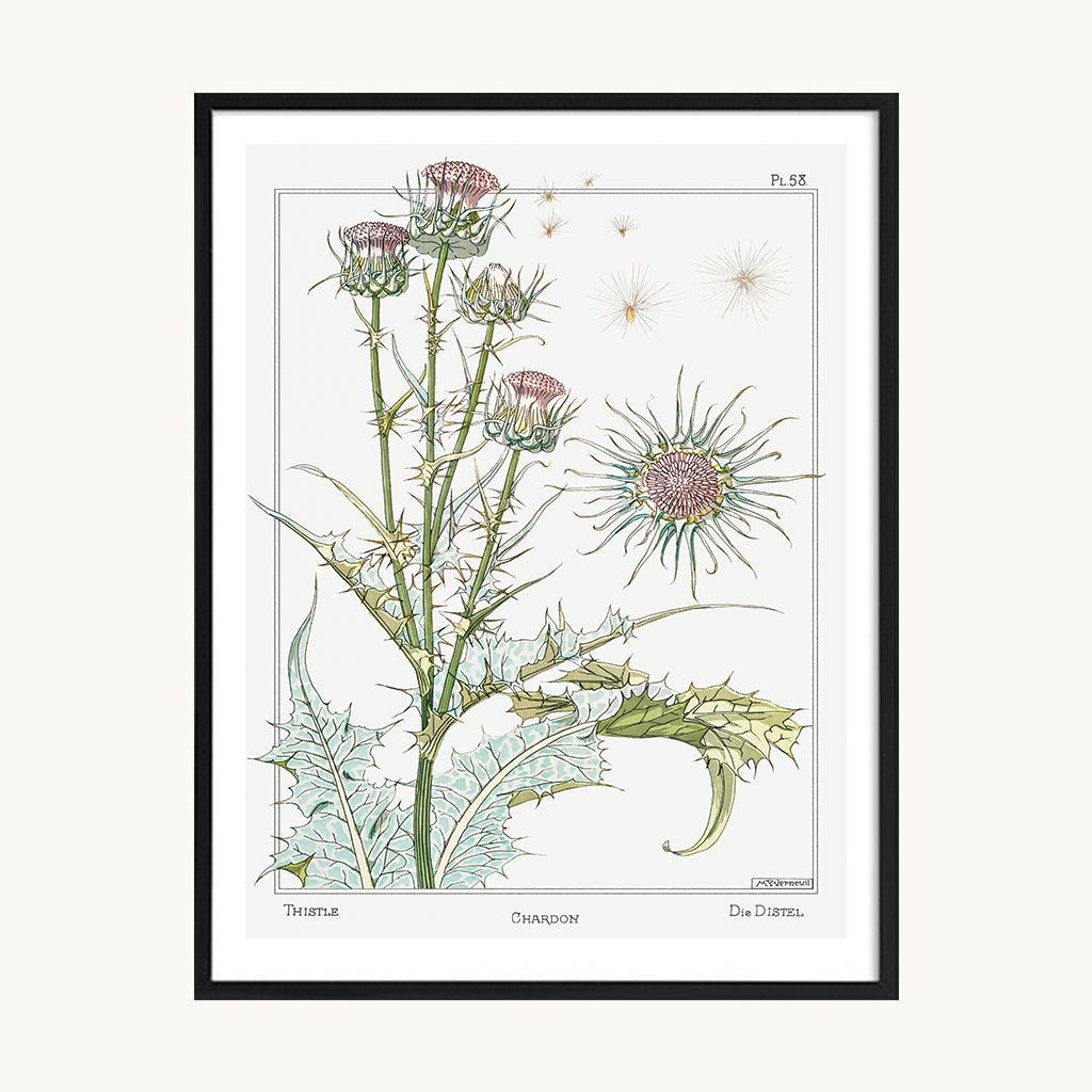 Cuadro Naturaleza Planta Medicinal Ilustración Clásica