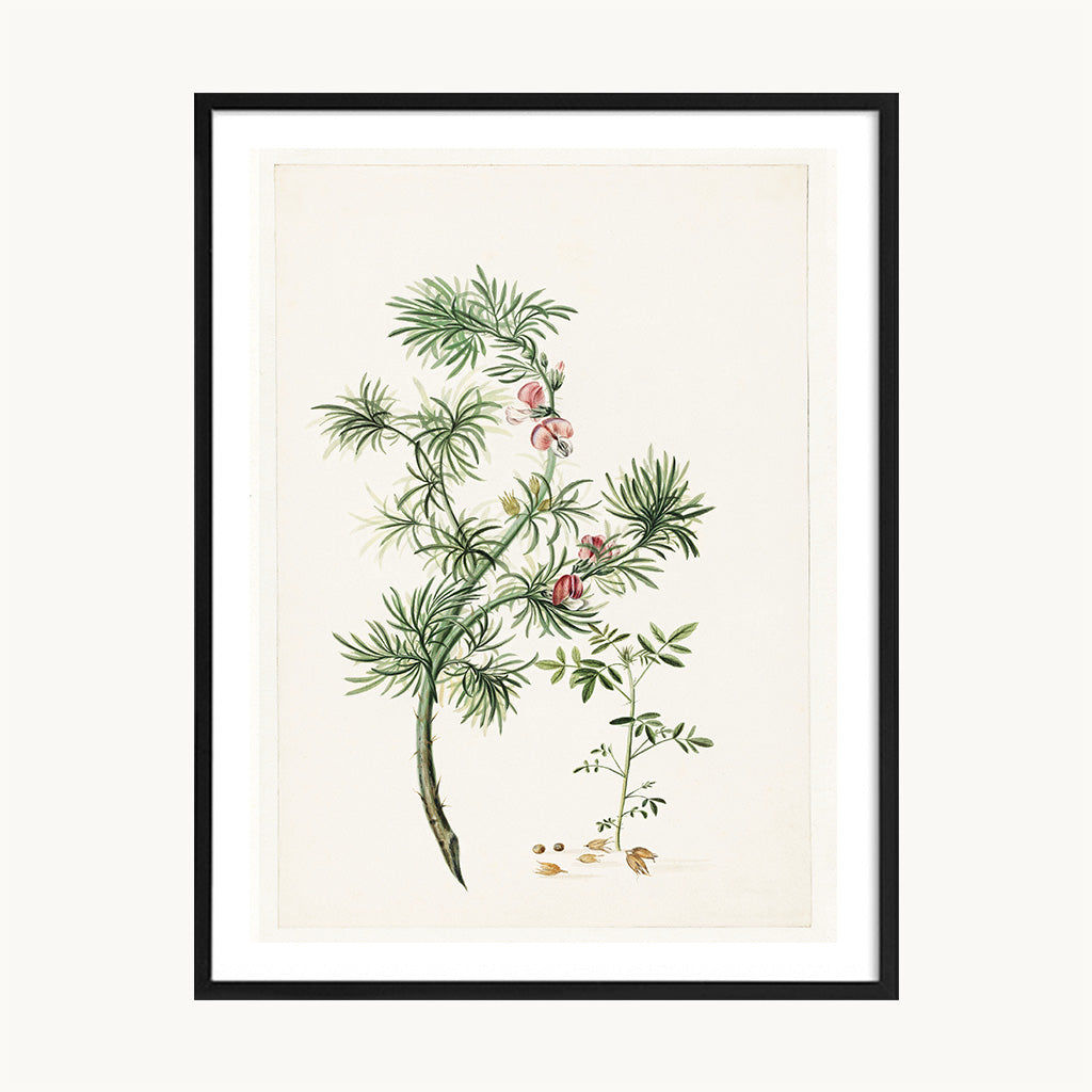Cuadro Naturaleza Planta Silvestre Verde Minimalista
