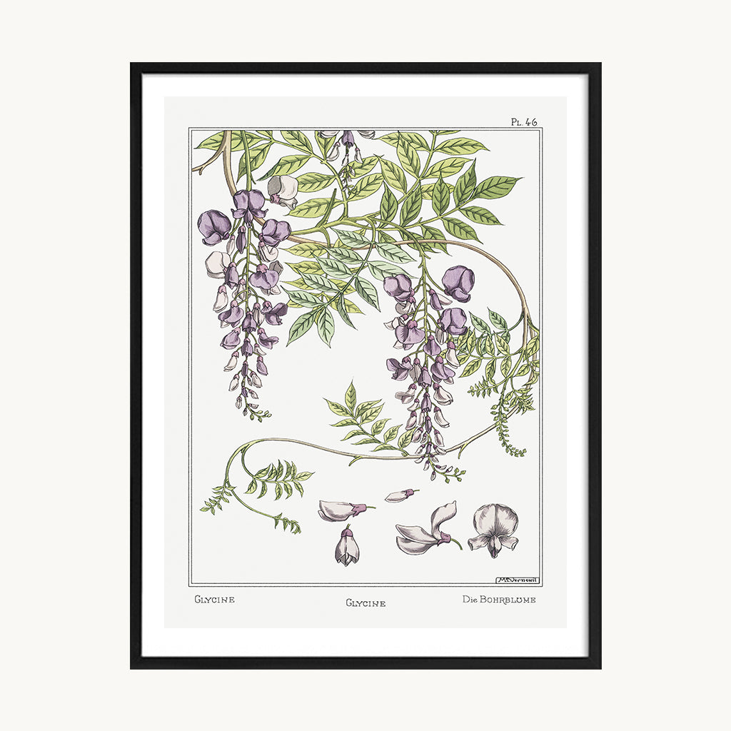 Cuadro Naturaleza Flores lila Botánica Vintage