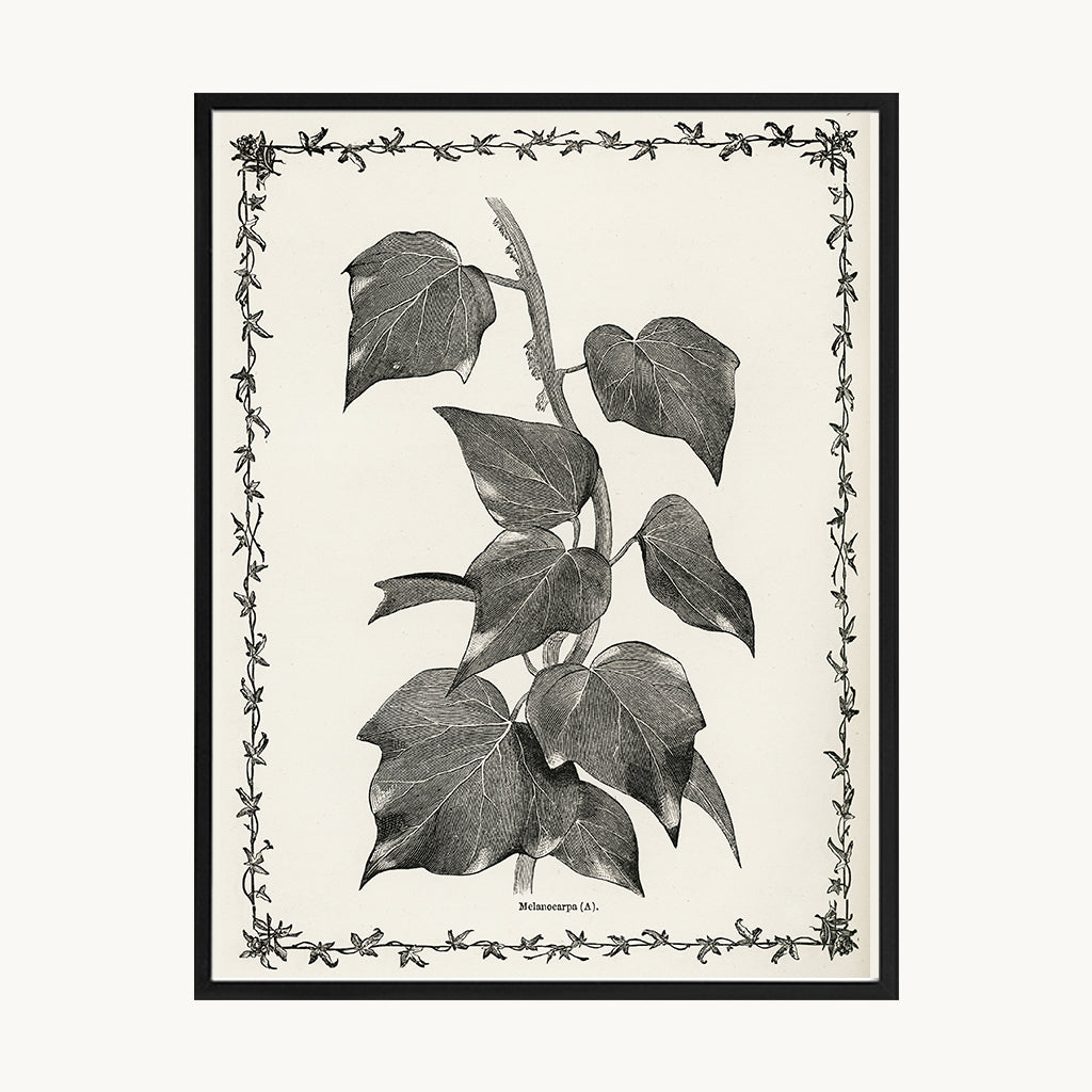 Cuadro Naturaleza Lámina Botánica Blanco y Negro Vintage 1