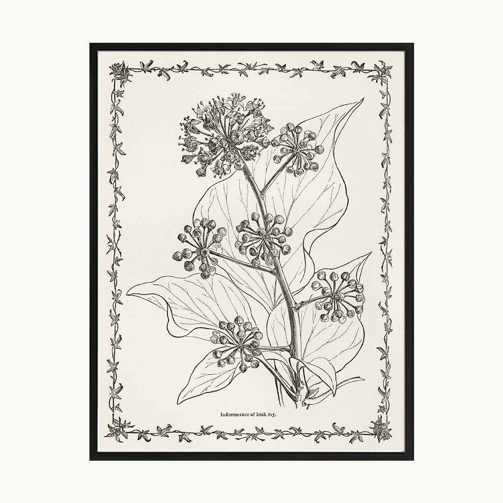 Cuadro Naturaleza Lámina Botánica Blanco y Negro Vintage 2