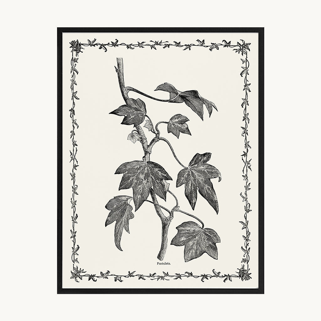 Cuadro Naturaleza Lámina Botánica Blanco y Negro Vintage 3