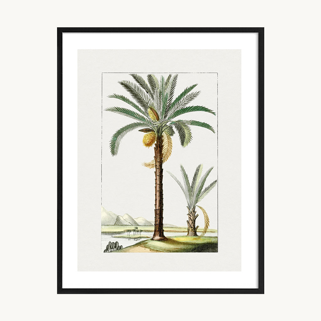 Cuadro Naturaleza Palma Tropical Ilustración Clásica