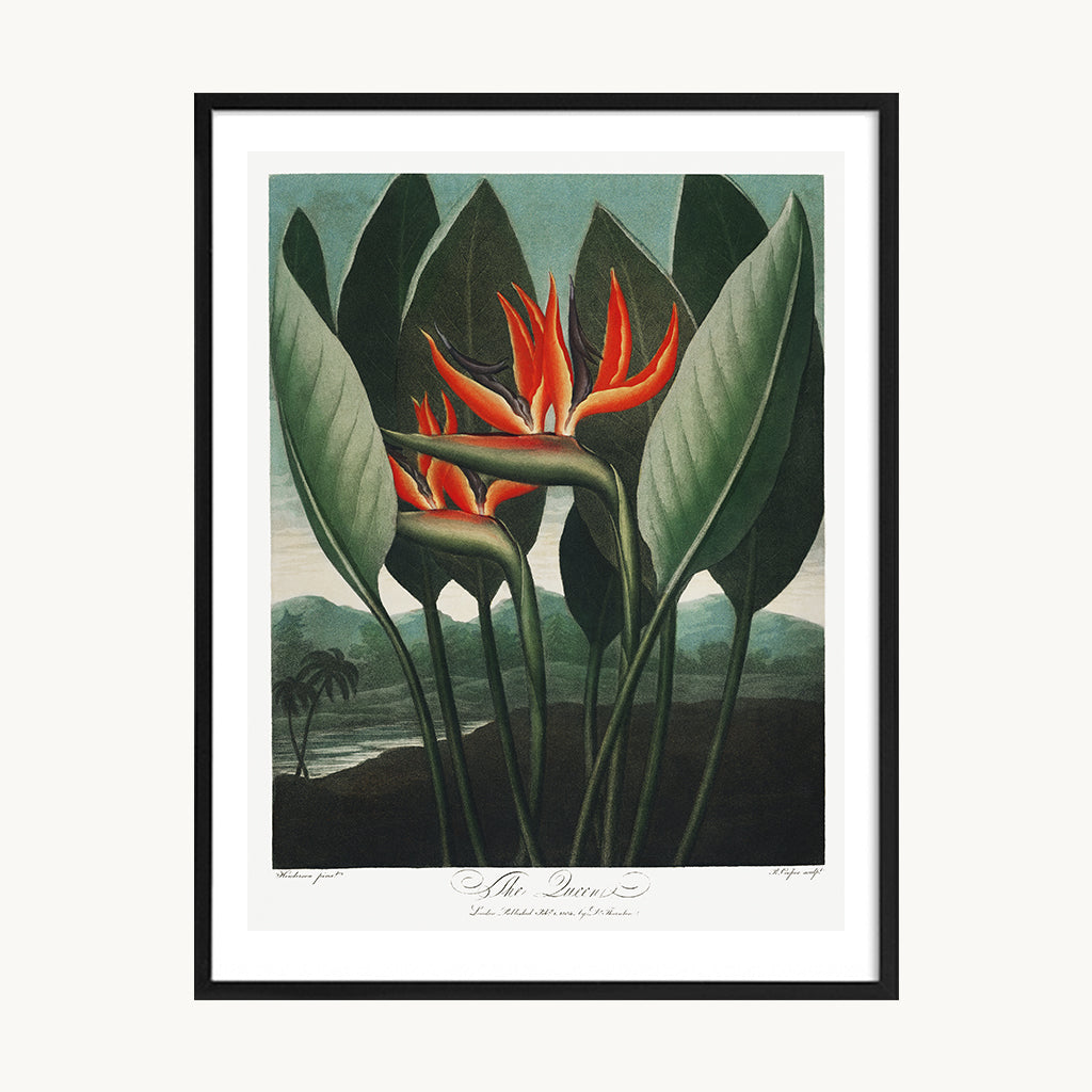 Cuadro Naturaleza Ave del Paraíso Tropical Decorativo