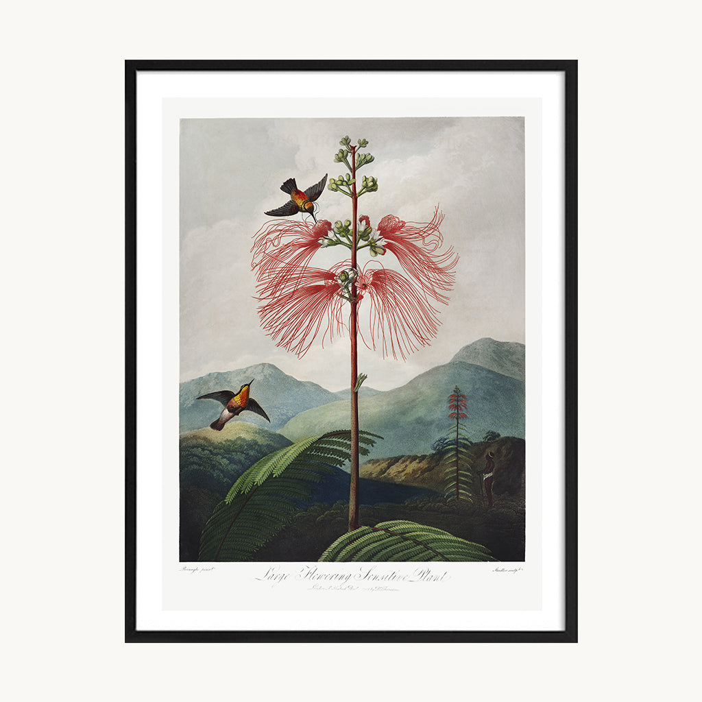 Cuadro Naturaleza Flor Exótica Paisaje Botánico