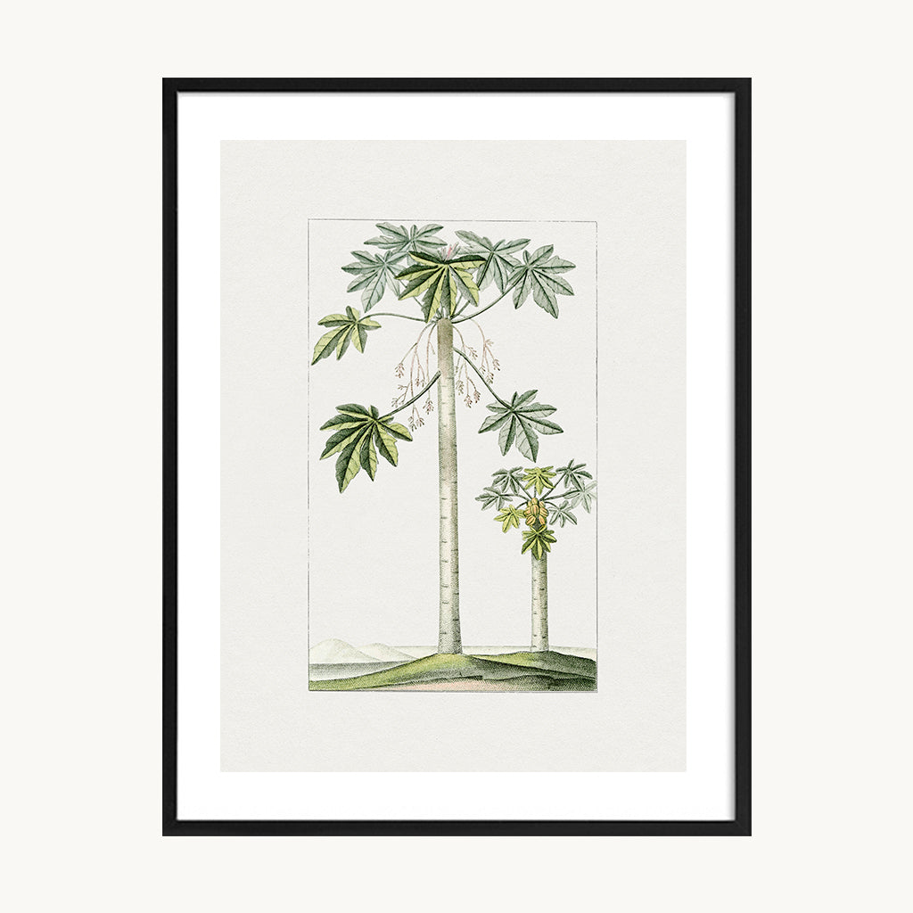 Cuadro Naturaleza Palmeras Minimalistas Naturales