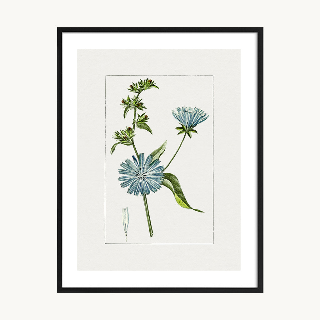 Cuadro Naturaleza Planta Pequeña Flor Celeste