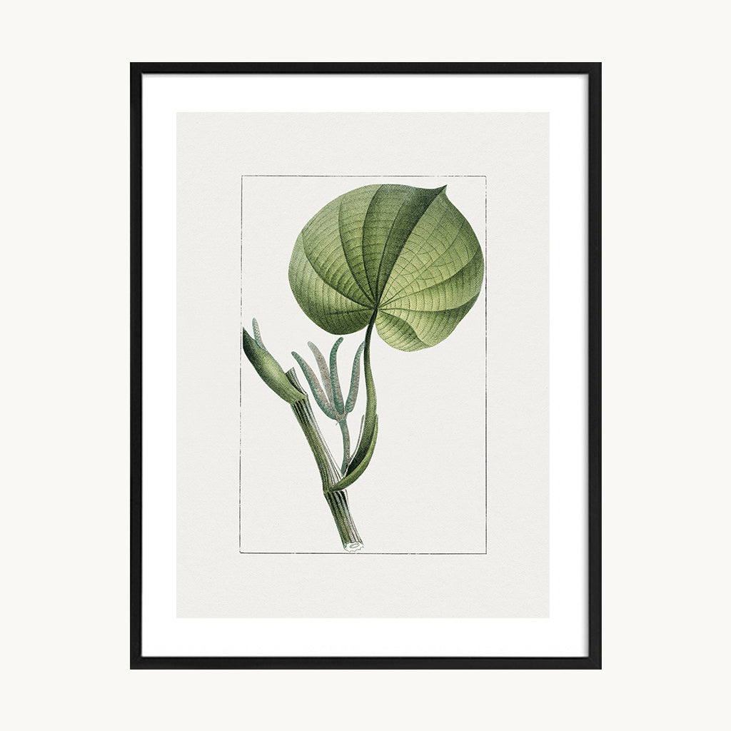 Cuadro Naturaleza Planta Minimal Natural Elegante