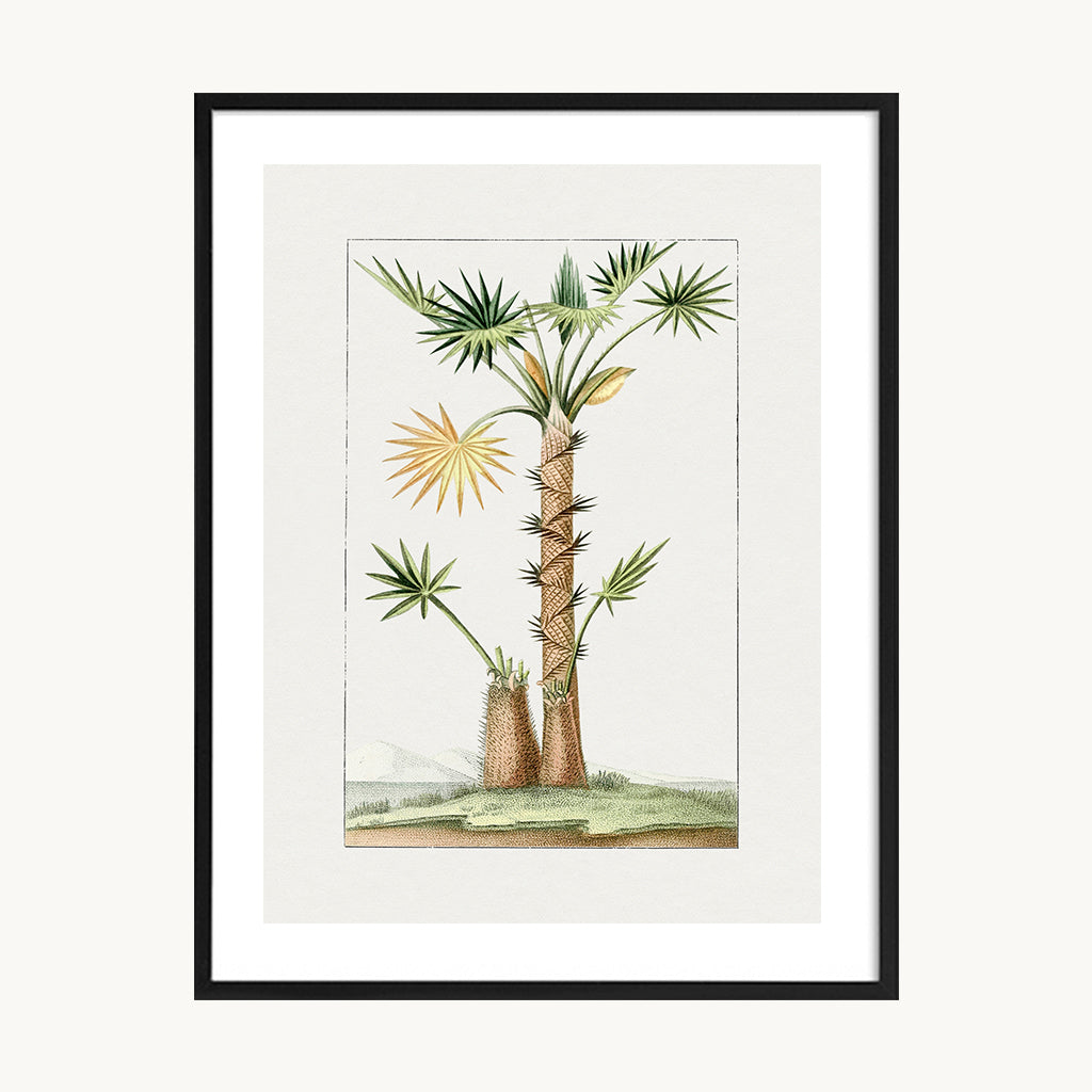 Cuadro Naturaleza Palma Ilustración Natural Vintage