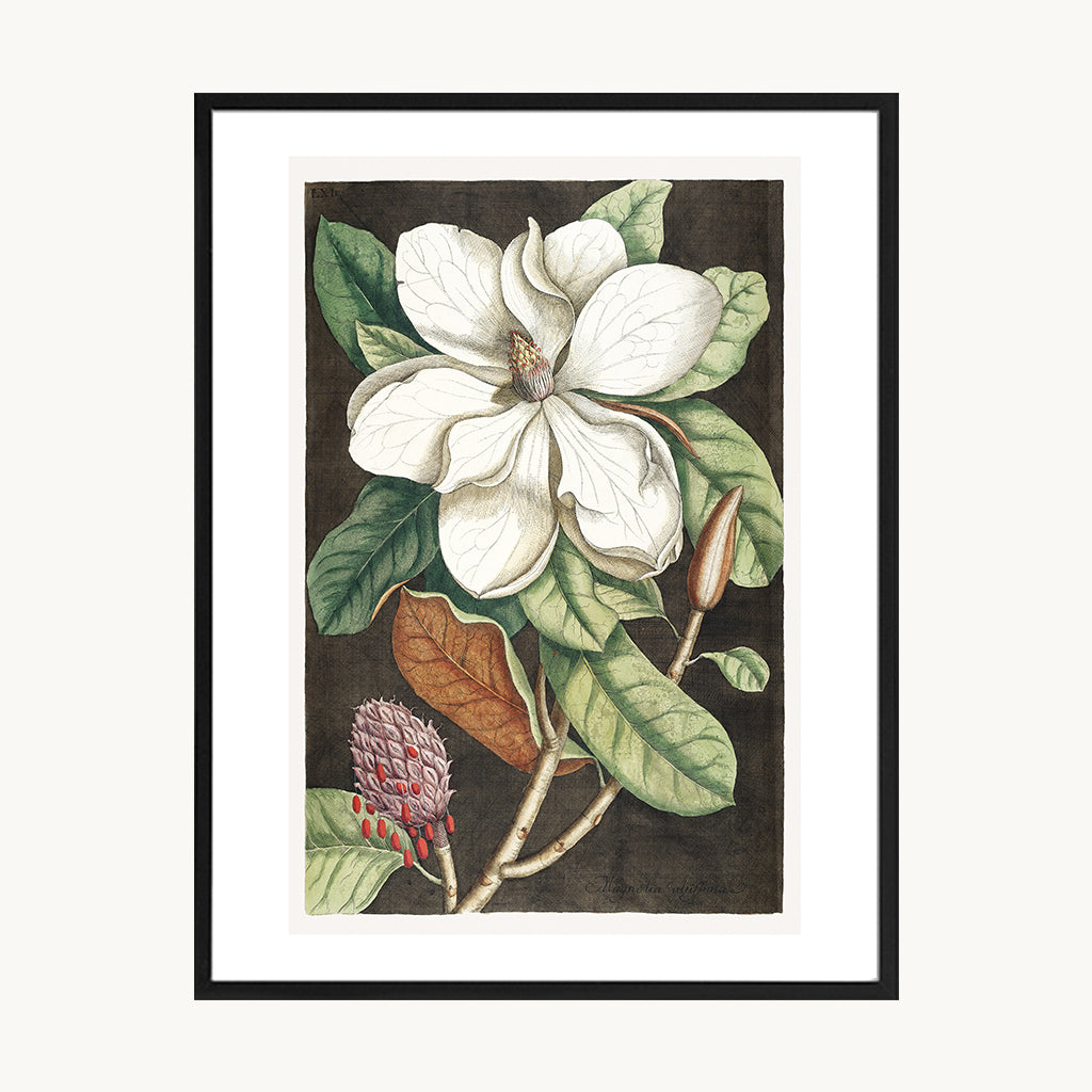 Cuadro Naturaleza Flor Blanca Clásica Fondo Oscuro