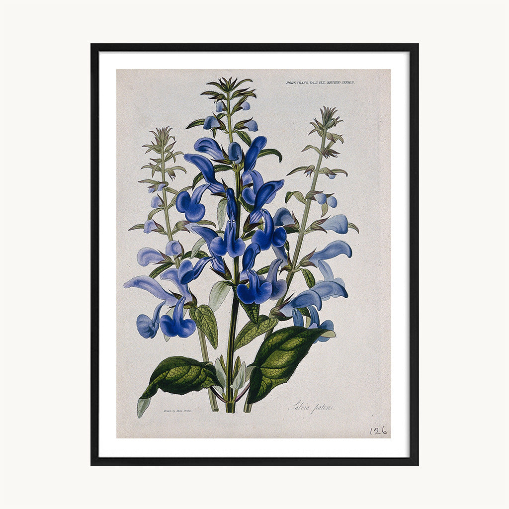 Cuadro Naturaleza Flores Azules Silvestres Botánico Vintage