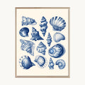Cuadro Playa Conchas Marinas Azules Decorativas