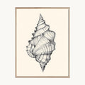 Cuadro Playa Caracola Marina Ilustración