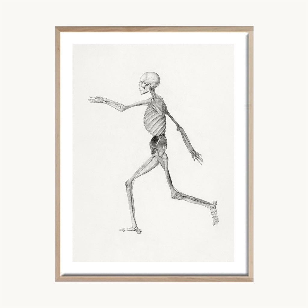 Cuadro Vintage dibujo figura esqueleto