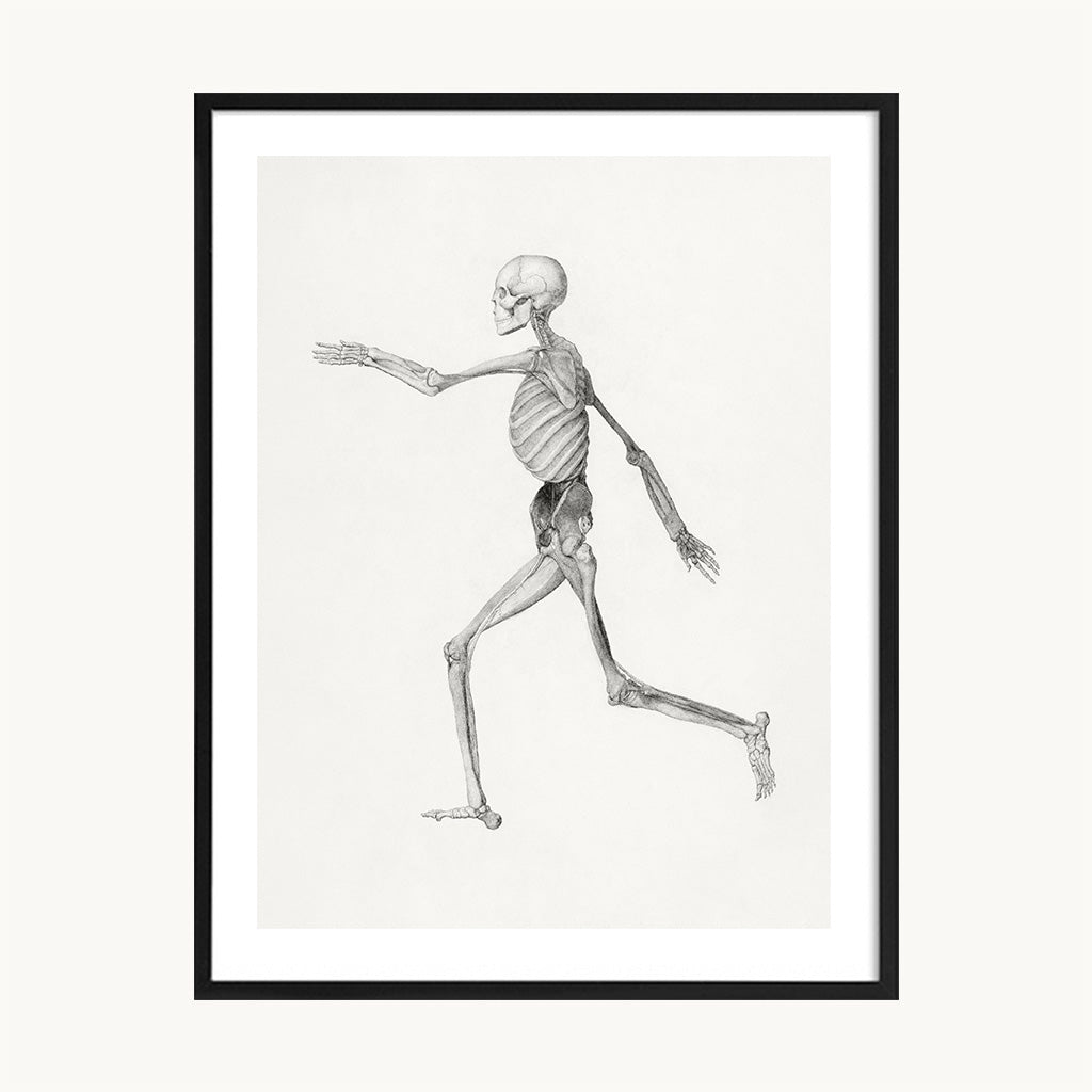 Cuadro Vintage dibujo figura esqueleto