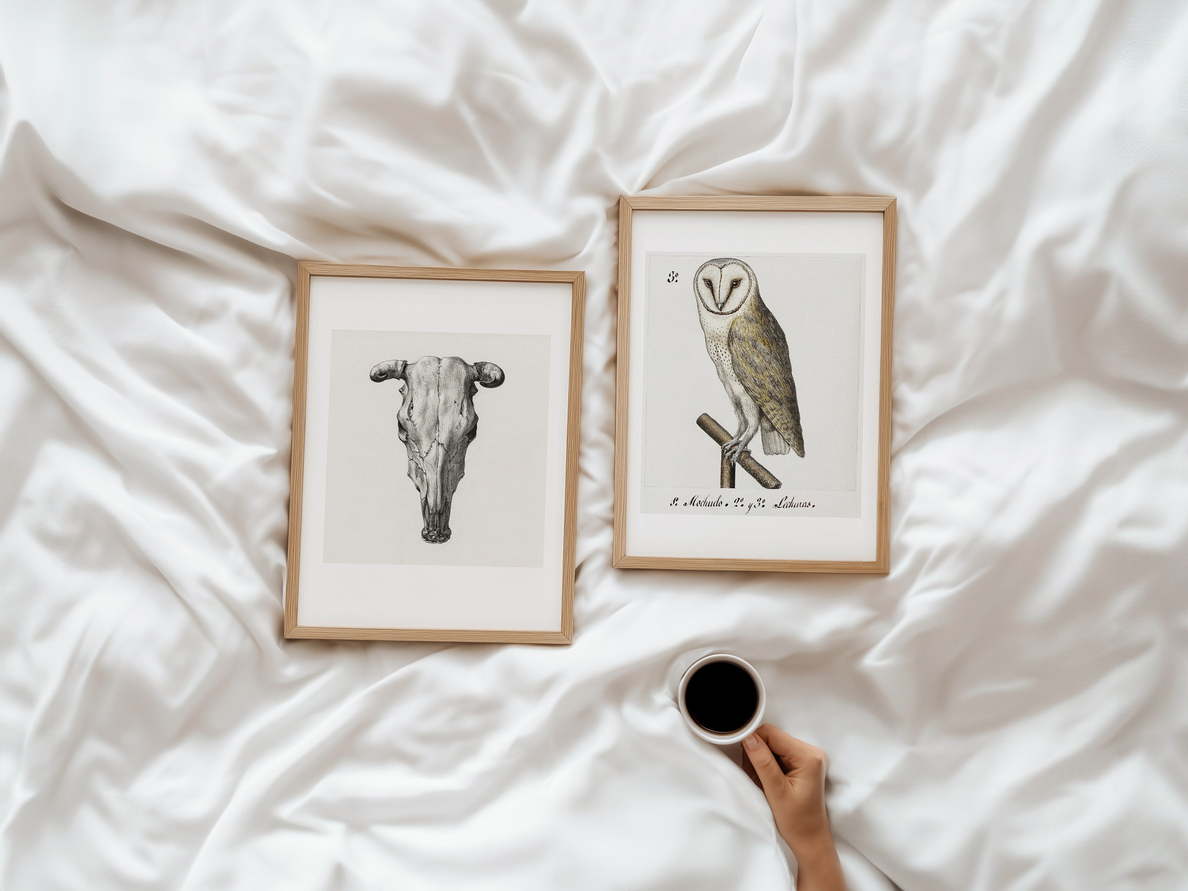 Cuadro Animales Búho Naturalista Clásico