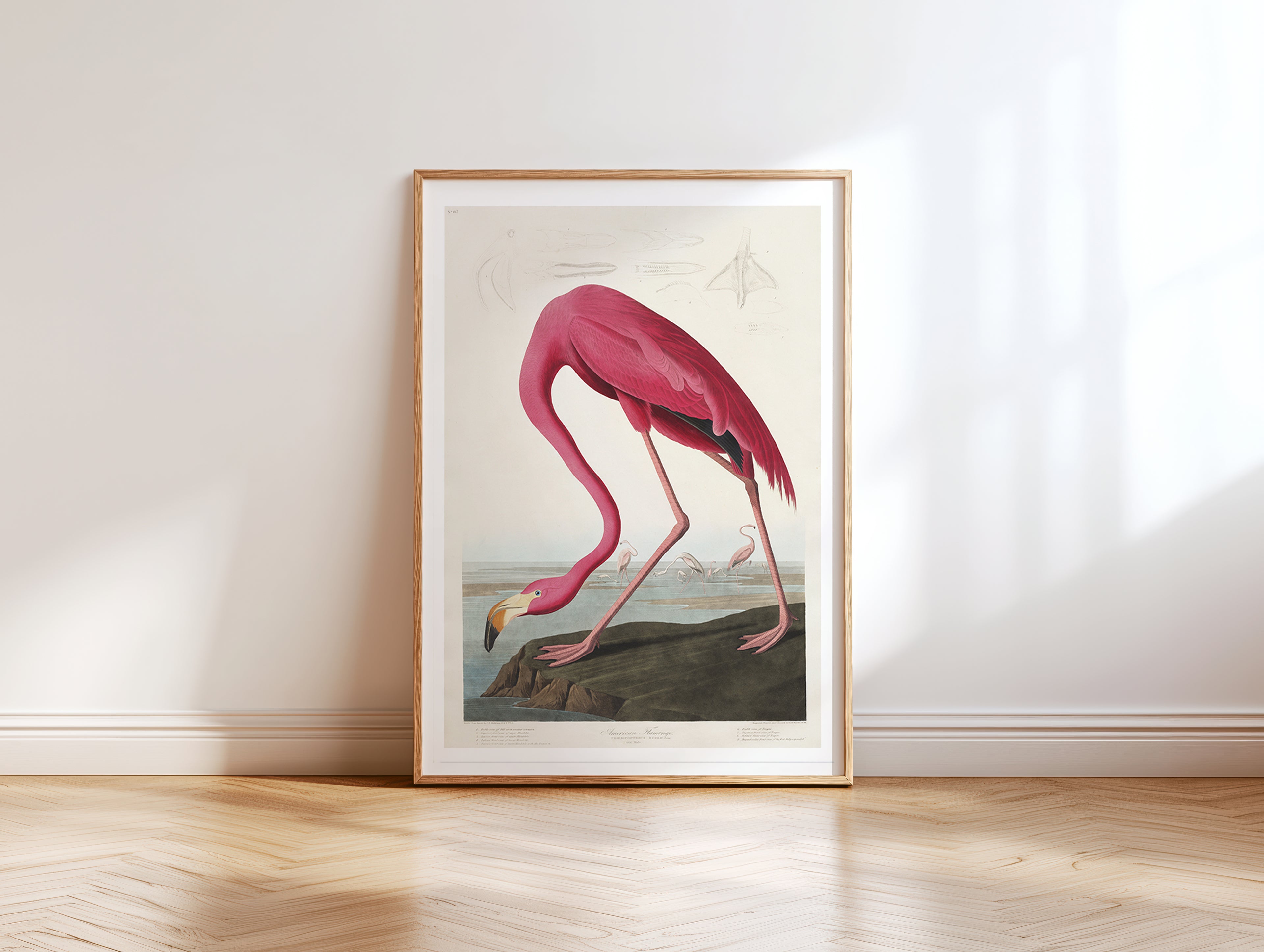 Cuadro Animales Flamenco Ilustración Artística